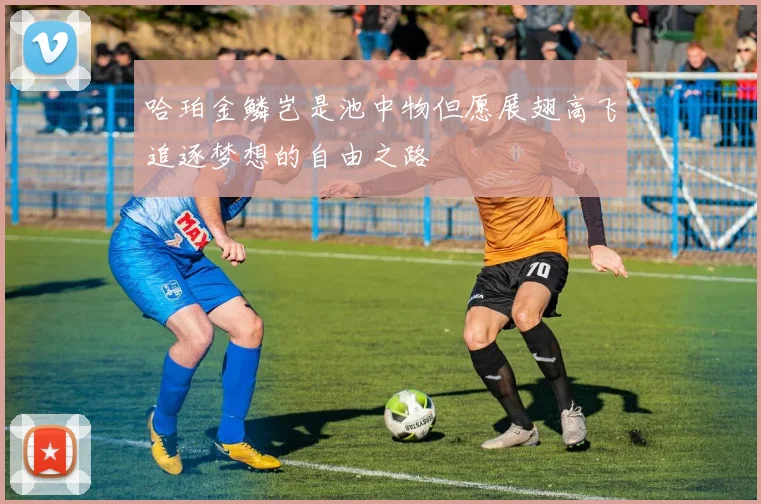 哈珀金鳞岂是池中物但愿展翅高飞追逐梦想的自由之路